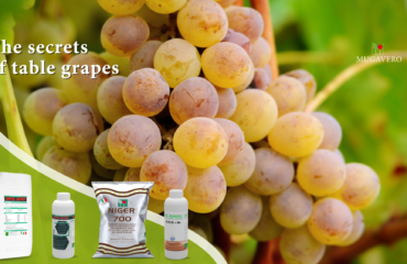 Table Grape