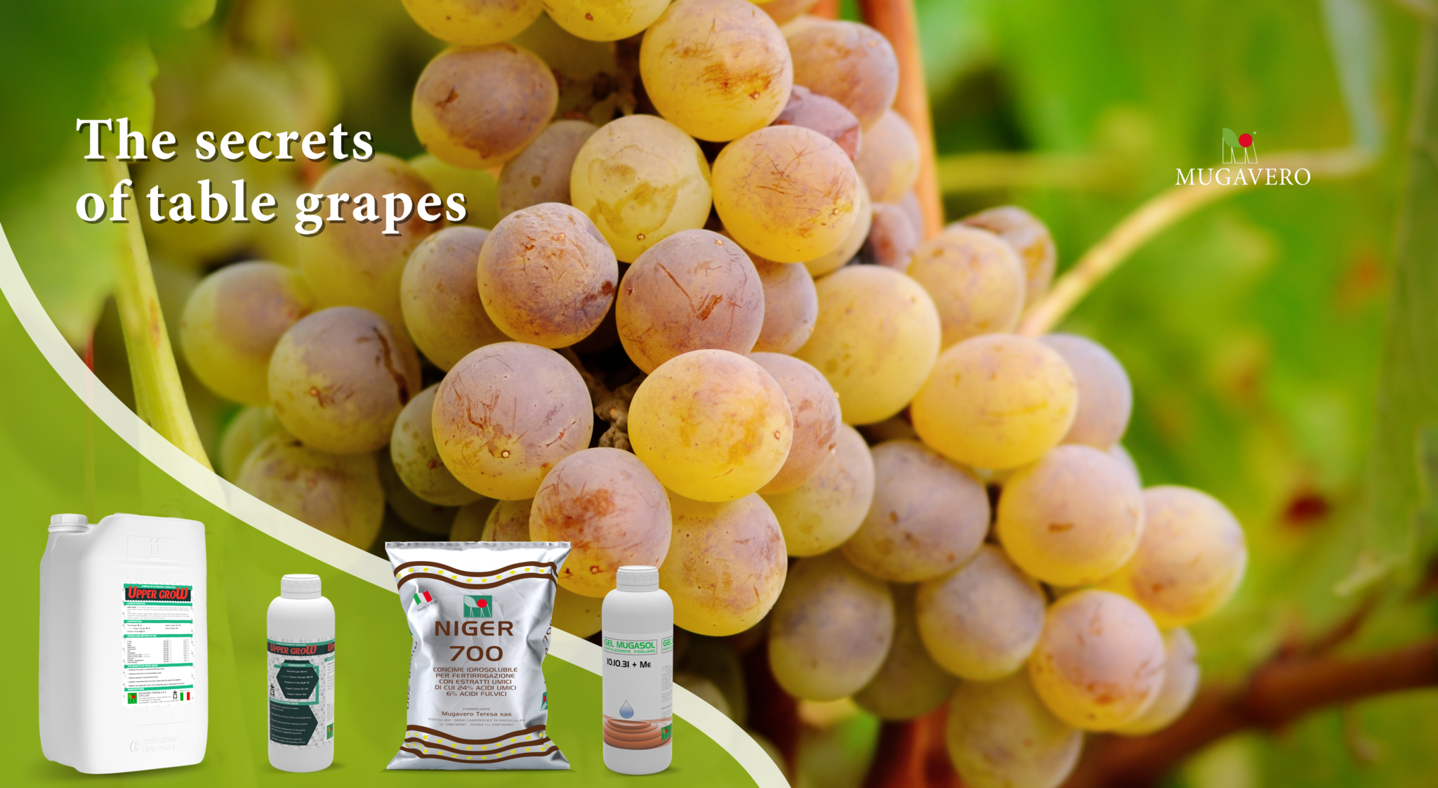 Table Grape