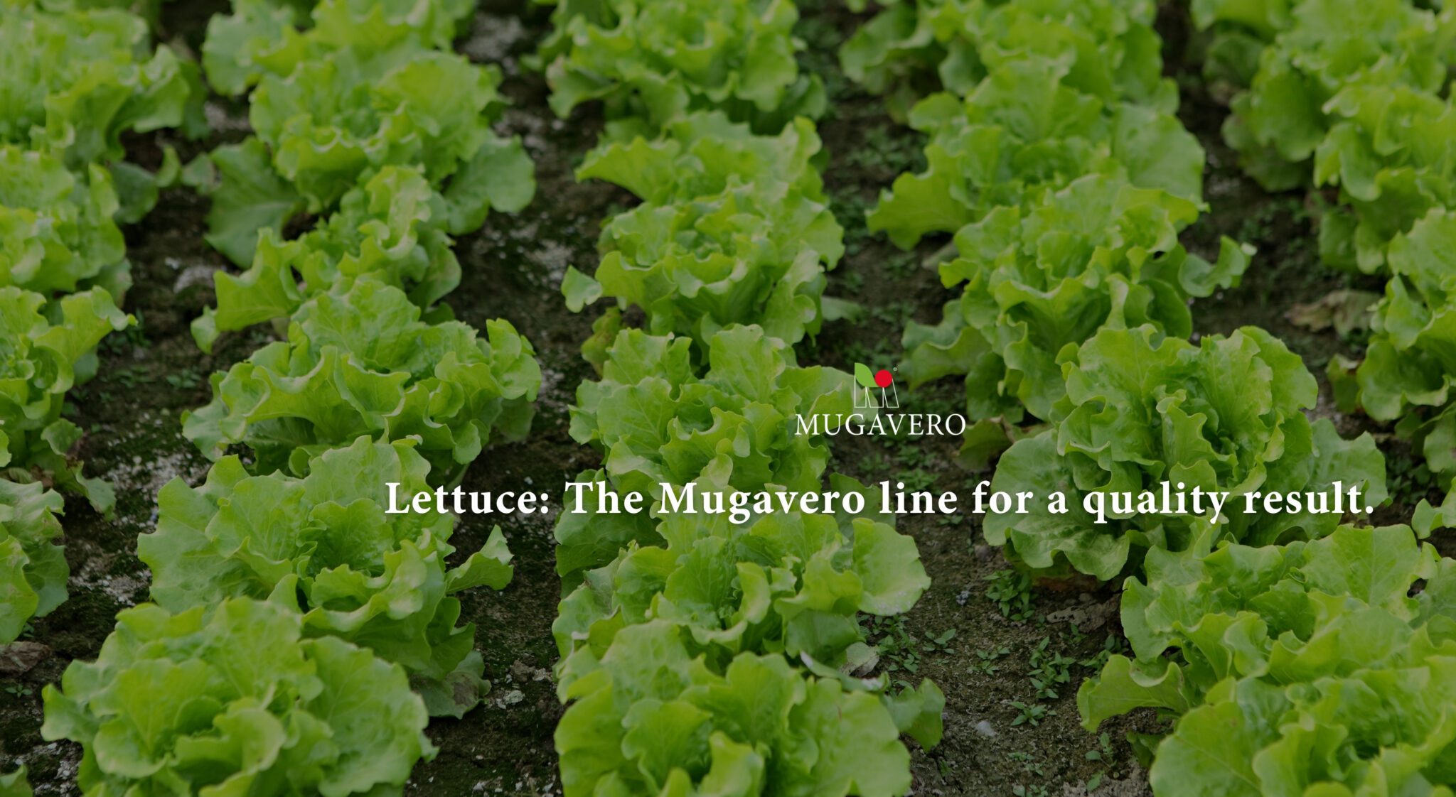 Lettuce