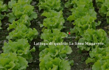 Lattuga
