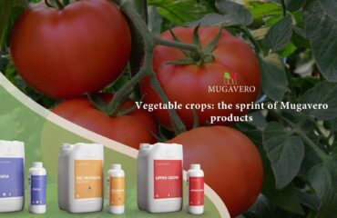Vegetable crops