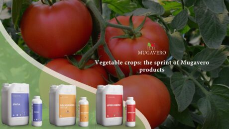 Vegetable crops