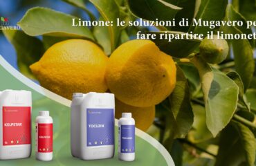 Limone