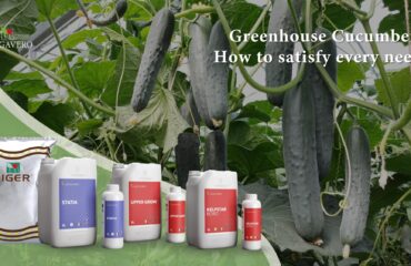 Greenhouse cucumber