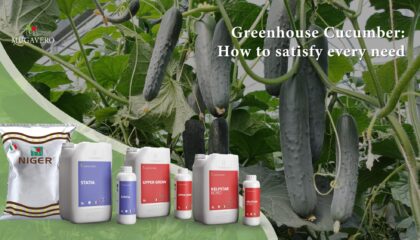 Greenhouse cucumber