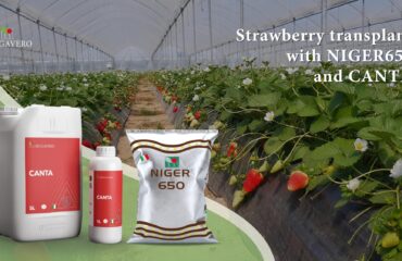 Strawberry transplants