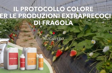 Protocollo Colore Mugavero