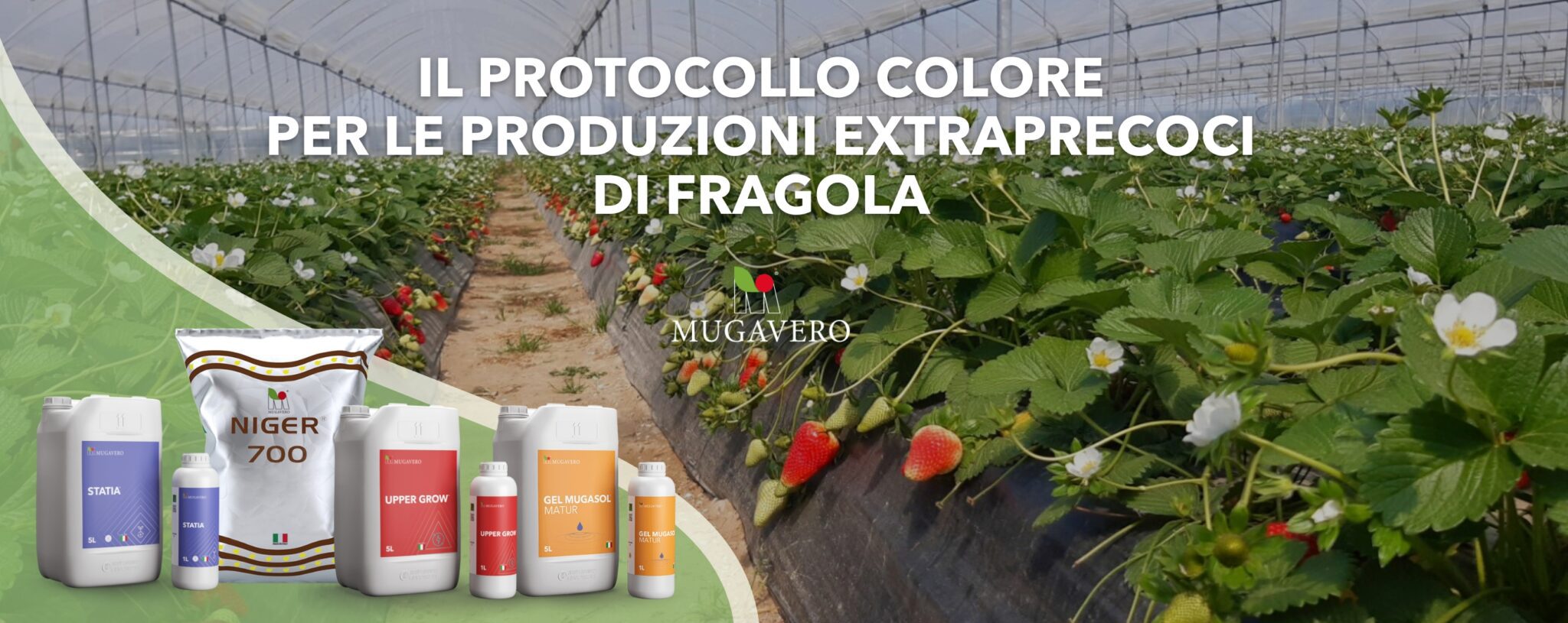 Protocollo Colore Mugavero