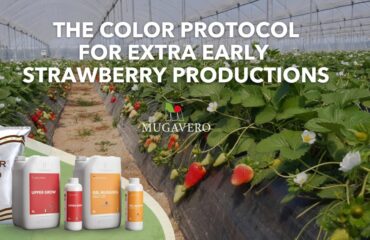 Mugavero color protocol