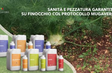 Protocollo Mugavero su Finocchio