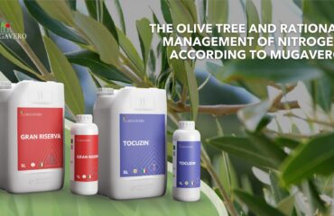 olive tree