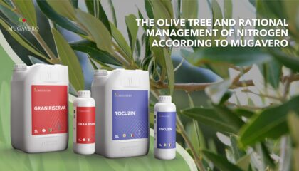 olive tree