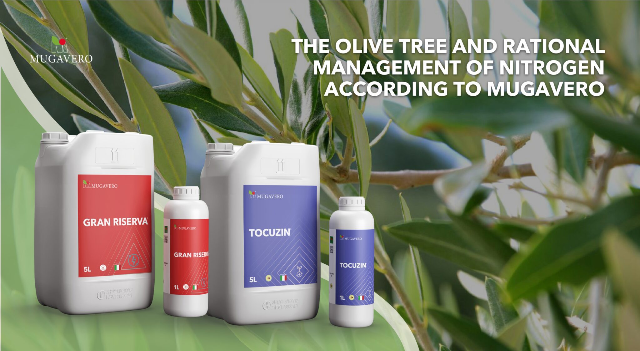 olive tree